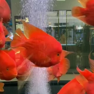 土默特左水族館財(cái)神鸚鵡魚