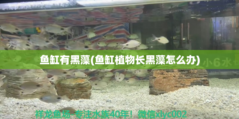 龍灣魚缸有黑藻(魚缸植物長黑藻怎么辦)