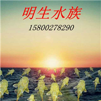 用戶昵稱：楊凌魚(yú)缸定做