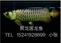 網(wǎng)友昵稱：楊凌魚缸批發(fā)市場(chǎng)