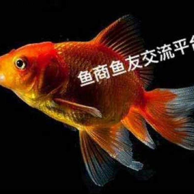 用戶昵稱：楊凌魚缸批發(fā)市場