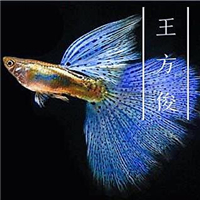 網(wǎng)友昵稱：楊凌魚缸批發(fā)市場(chǎng)