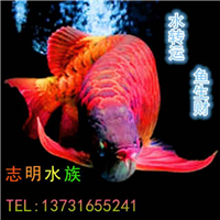 用戶昵稱：楊凌魚(yú)缸批發(fā)市場(chǎng)