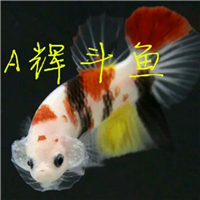 用戶昵稱(chēng)：北京魚(yú)缸批發(fā)市場(chǎng)