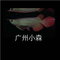 網(wǎng)友昵稱：楊凌魚缸批發(fā)市場