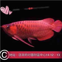 用戶昵稱：北京觀賞魚批發(fā)市場