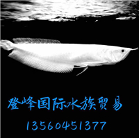 用戶(hù)昵稱(chēng)：北京觀賞魚(yú)批發(fā)市場(chǎng)