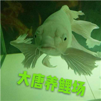 用戶昵稱：杭州龍魚(yú)批發(fā)