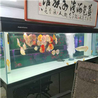 網友昵稱：唐山龍魚批發(fā)市場