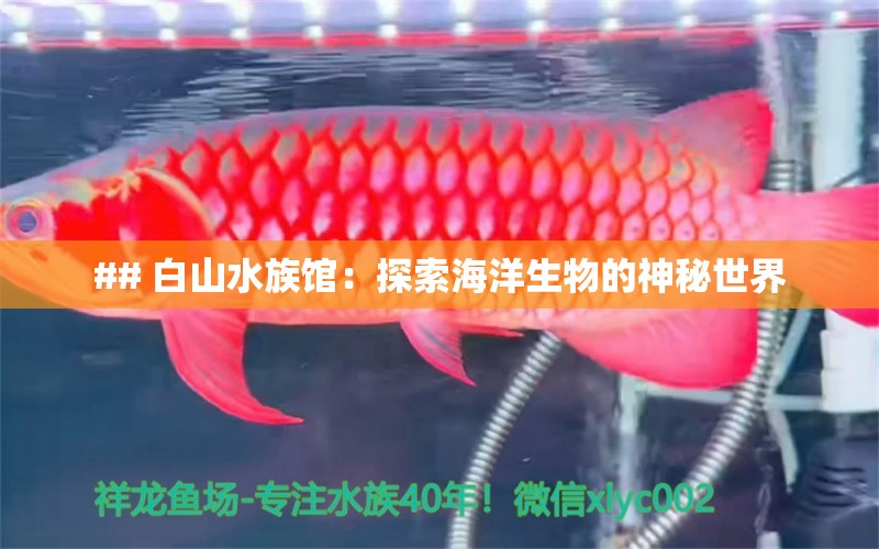 ## 白山水族館：探索海洋生物的神秘世界