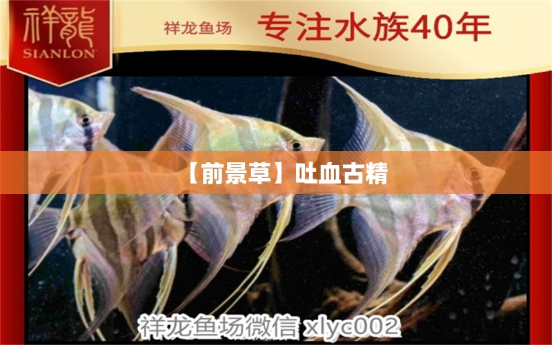 【前景草】吐血古精 觀賞魚論壇 第2張