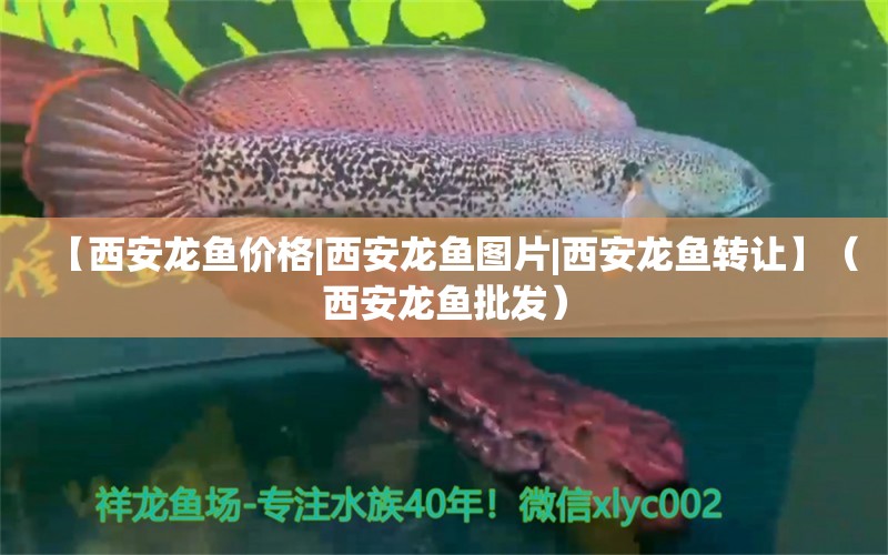 【西安龍魚價(jià)格|西安龍魚圖片|西安龍魚轉(zhuǎn)讓】（西安龍魚批發(fā)）