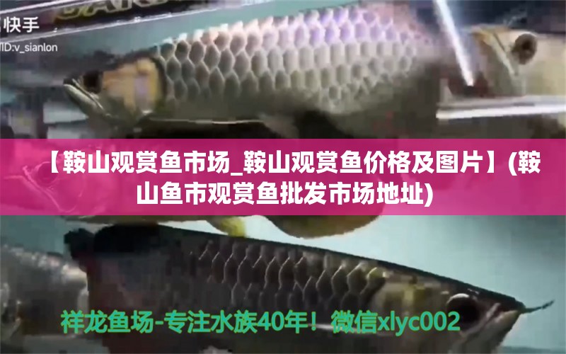 【鞍山觀賞魚市場_鞍山觀賞魚價(jià)格及圖片】(鞍山魚市觀賞魚批發(fā)市場地址) 觀賞魚批發(fā)