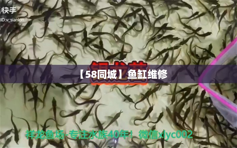 【58同城】魚缸維修 其他品牌魚缸