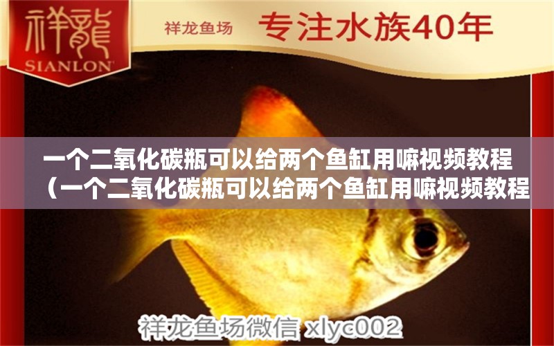 一個二氧化碳瓶可以給兩個魚缸用嘛視頻教程（一個二氧化碳瓶可以給兩個魚缸用嘛視頻教程全集）