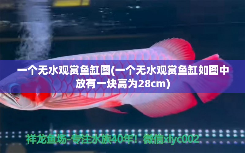 一個無水觀賞魚缸圖(一個無水觀賞魚缸如圖中放有一塊高為28cm) 水族維護服務(wù)（上門）