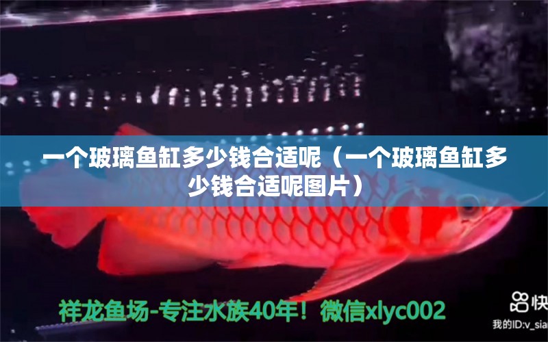 一個玻璃魚缸多少錢合適呢（一個玻璃魚缸多少錢合適呢圖片）