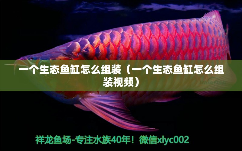 一個(gè)生態(tài)魚缸怎么組裝（一個(gè)生態(tài)魚缸怎么組裝視頻）