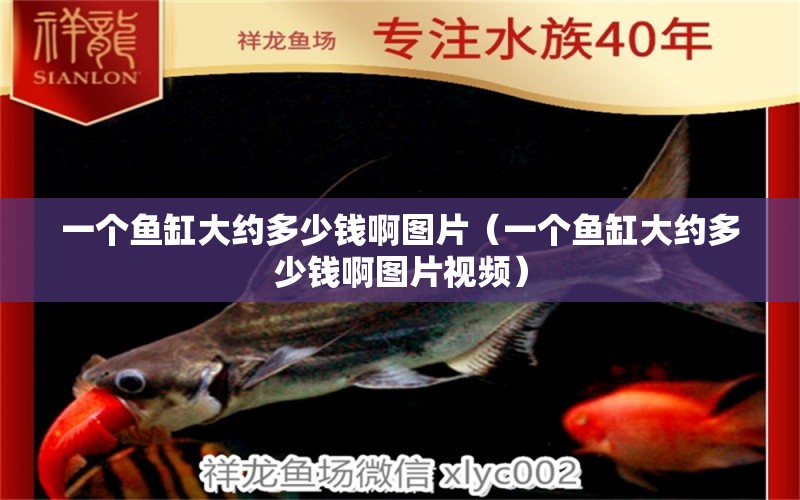 一個(gè)魚缸大約多少錢啊圖片（一個(gè)魚缸大約多少錢啊圖片視頻） 廣州觀賞魚批發(fā)市場