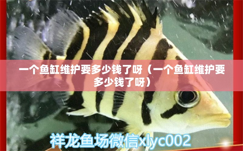 一個魚缸維護要多少錢了呀（一個魚缸維護要多少錢了呀）