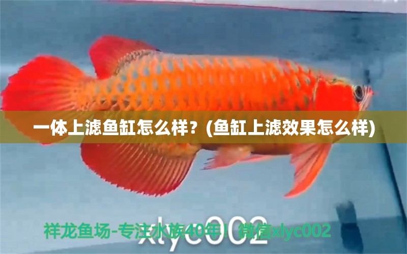 一體上濾魚缸怎么樣？(魚缸上濾效果怎么樣) 福魟魟魚