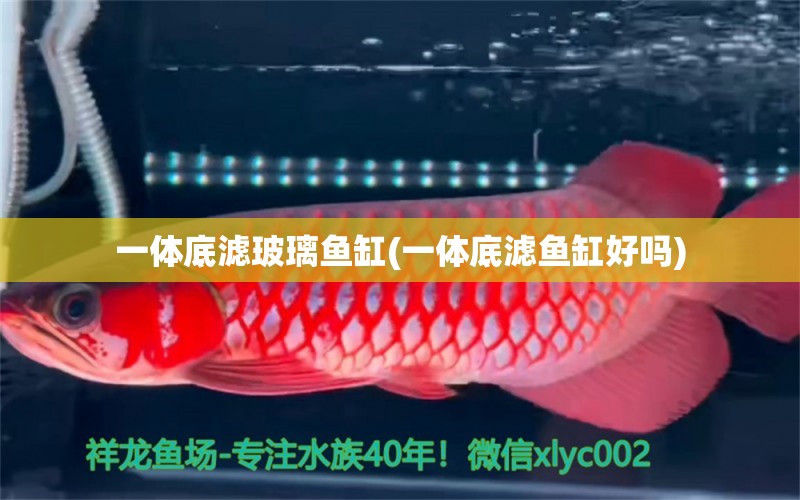 一體底濾玻璃魚(yú)缸(一體底濾魚(yú)缸好嗎)