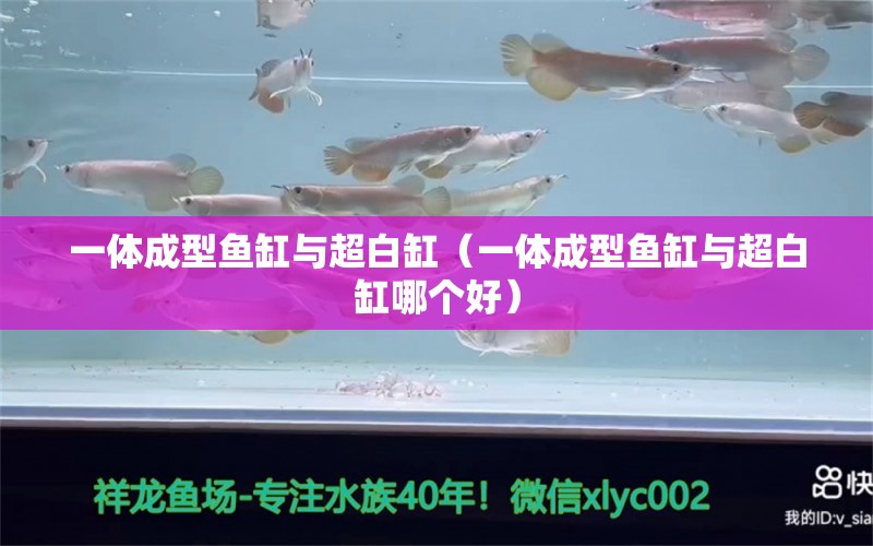 一體成型魚缸與超白缸（一體成型魚缸與超白缸哪個(gè)好）