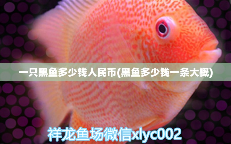 一只黑魚(yú)多少錢人民幣(黑魚(yú)多少錢一條大概) 恐龍王魚(yú)