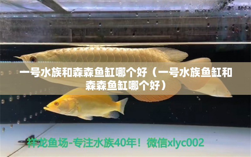 一號水族和森森魚缸哪個好（一號水族魚缸和森森魚缸哪個好）