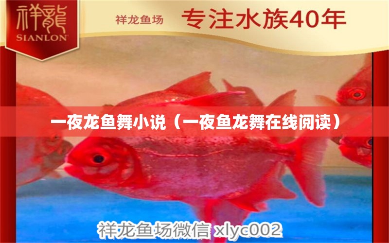 一夜龍魚舞小說（一夜魚龍舞在線閱讀）