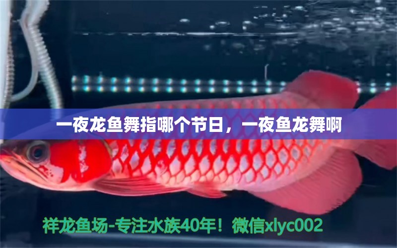 一夜龍魚舞指哪個節(jié)日，一夜魚龍舞啊 觀賞魚 第1張