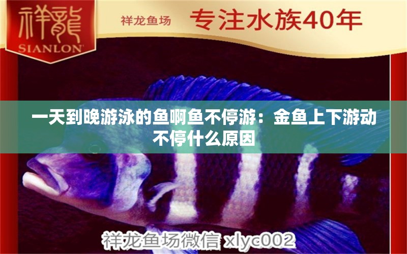 一天到晚游泳的魚啊魚不停游：金魚上下游動不停什么原因 觀賞魚