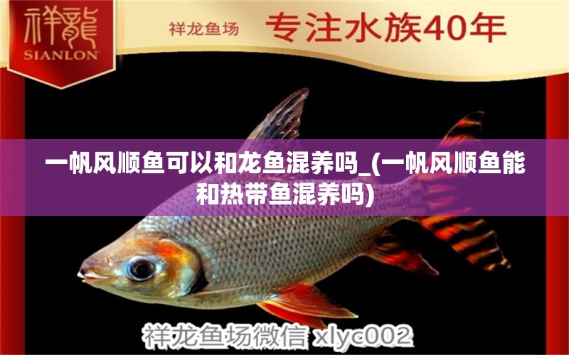 一帆風(fēng)順魚可以和龍魚混養(yǎng)嗎_(一帆風(fēng)順魚能和熱帶魚混養(yǎng)嗎) BD魟魚