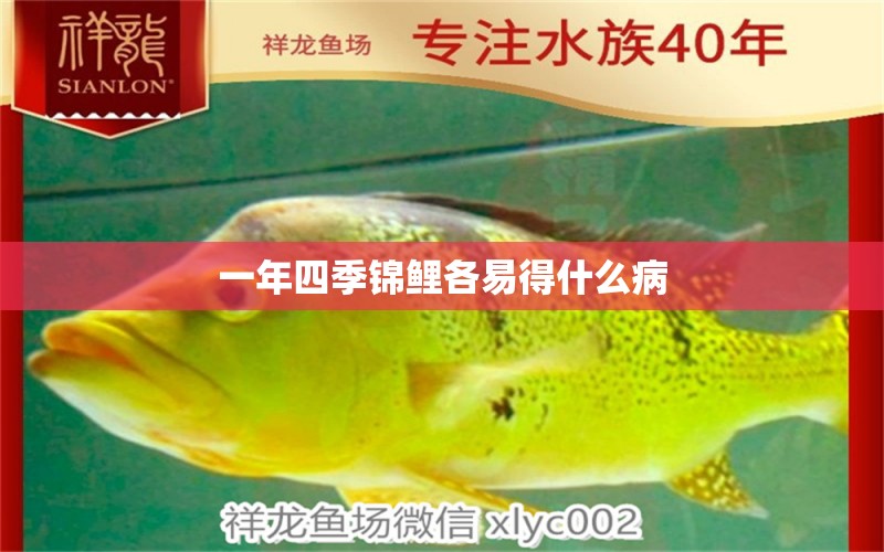 一年四季錦鯉各易得什么病 龍魚(yú)疾病與治療