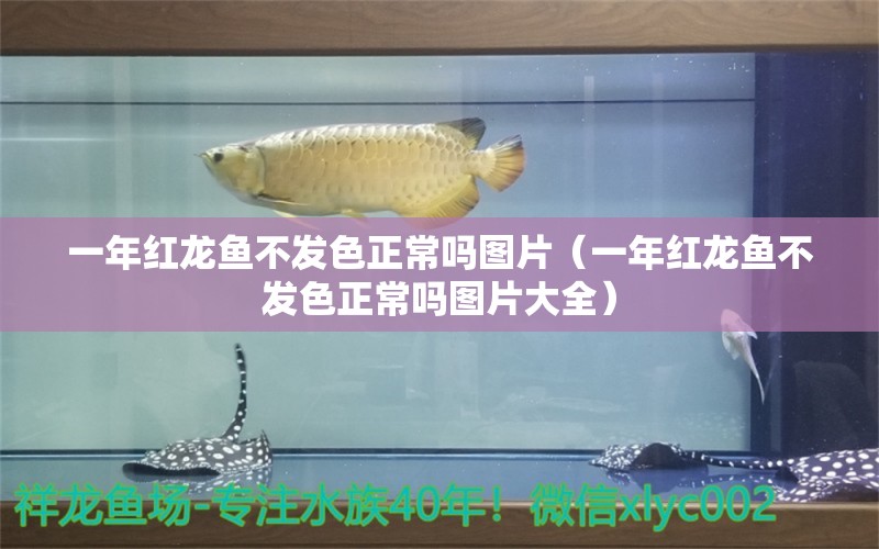 一年紅龍魚不發(fā)色正常嗎圖片（一年紅龍魚不發(fā)色正常嗎圖片大全）