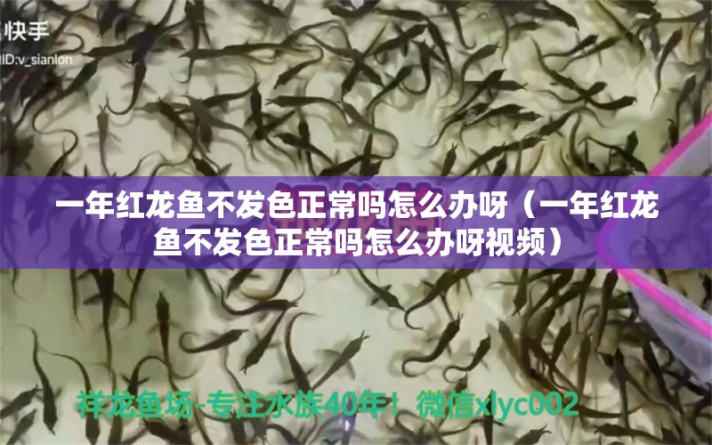 一年紅龍魚不發(fā)色正常嗎怎么辦呀（一年紅龍魚不發(fā)色正常嗎怎么辦呀視頻） 印尼紅龍魚