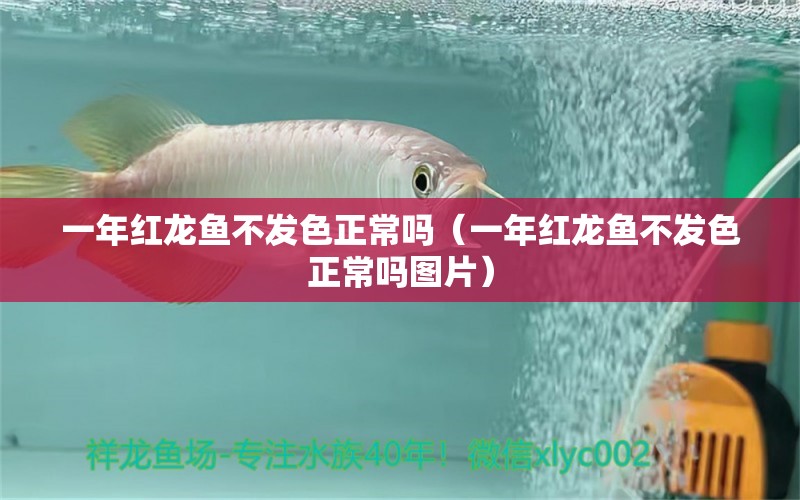 一年紅龍魚(yú)不發(fā)色正常嗎（一年紅龍魚(yú)不發(fā)色正常嗎圖片） 印尼紅龍魚(yú)