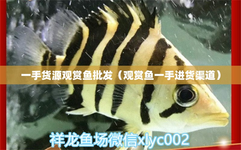 一手貨源觀賞魚批發(fā)（觀賞魚一手進(jìn)貨渠道）