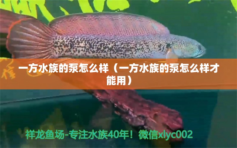 一方水族的泵怎么樣（一方水族的泵怎么樣才能用） 一方水族