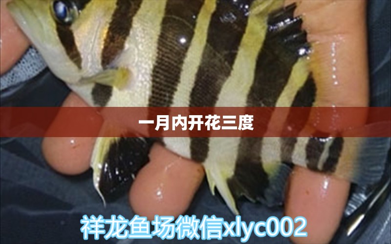 一月內(nèi)開花三度 觀賞魚論壇 第2張