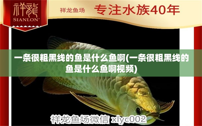 一條很粗黑線的魚是什么魚啊(一條很粗黑線的魚是什么魚啊視頻) 紅龍魚魚糧飼料