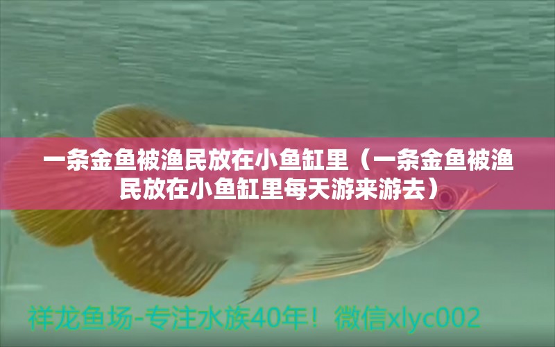 一條金魚被漁民放在小魚缸里（一條金魚被漁民放在小魚缸里每天游來(lái)游去） 三間鼠魚