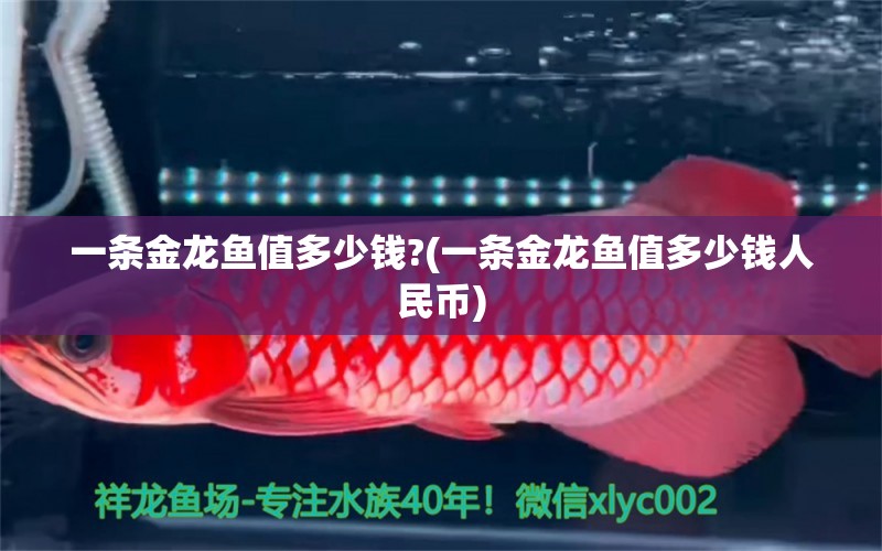 一條金龍魚(yú)值多少錢?(一條金龍魚(yú)值多少錢人民幣)