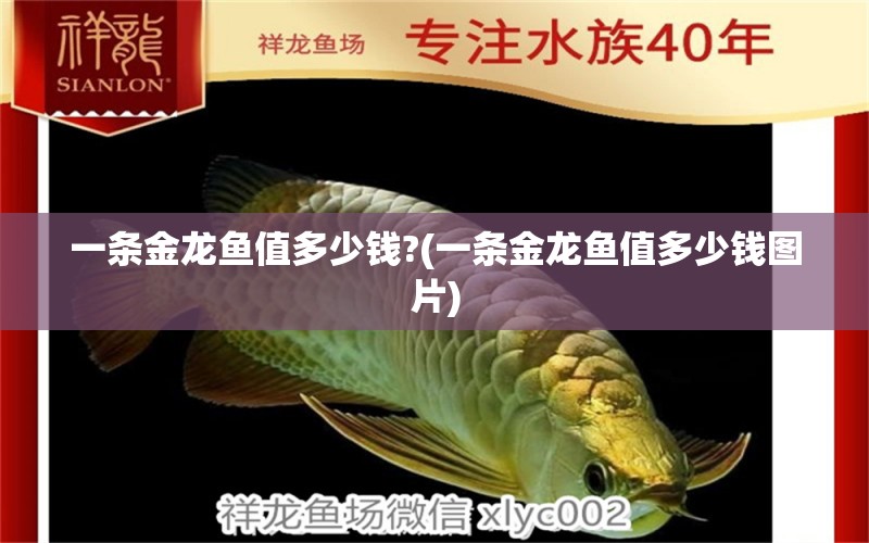 一條金龍魚(yú)值多少錢?(一條金龍魚(yú)值多少錢圖片)