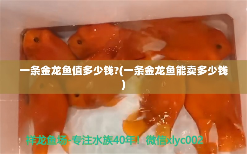 一條金龍魚(yú)值多少錢?(一條金龍魚(yú)能賣多少錢)