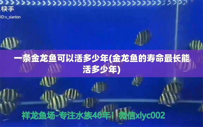 一條金龍魚(yú)可以活多少年(金龍魚(yú)的壽命最長(zhǎng)能活多少年)