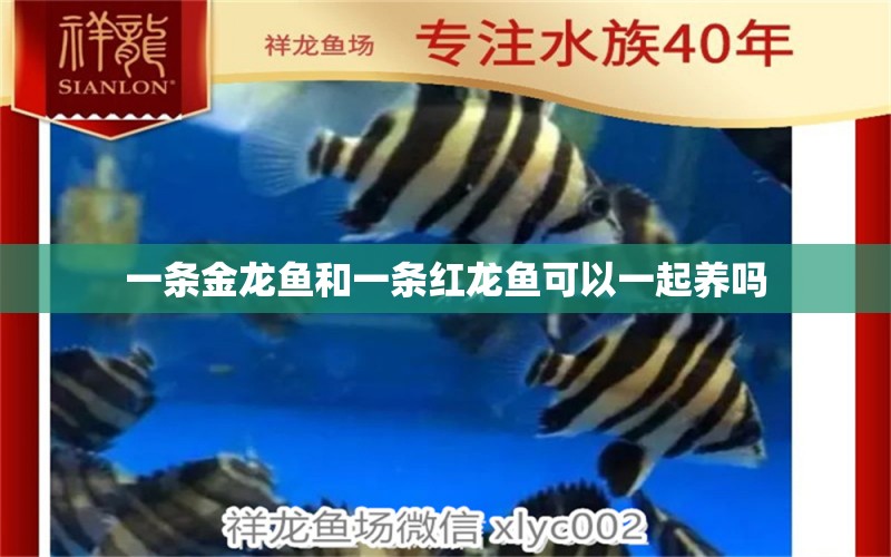 一條金龍魚和一條紅龍魚可以一起養(yǎng)嗎