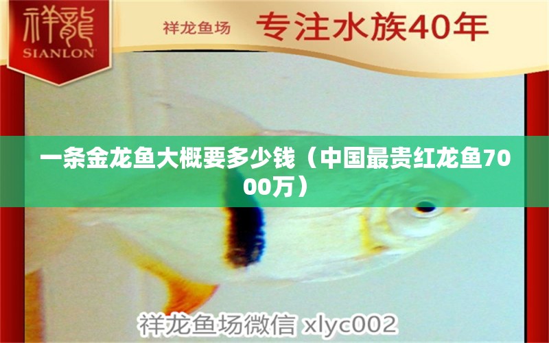 一條金龍魚大概要多少錢（中國最貴紅龍魚7000萬） 和尚魚