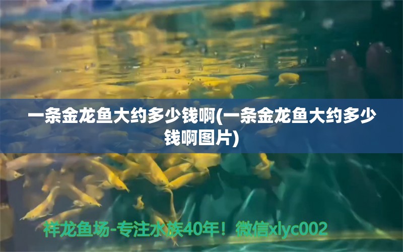 一條金龍魚大約多少錢啊(一條金龍魚大約多少錢啊圖片) 金三間魚 第1張