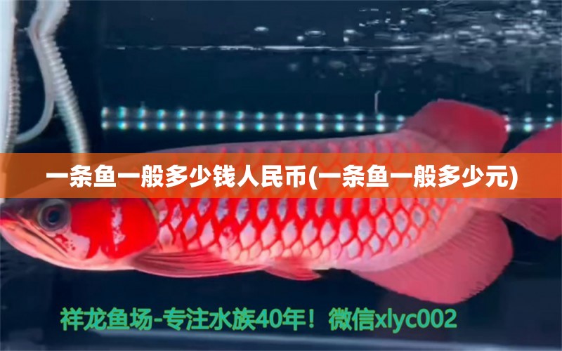 一條魚一般多少錢人民幣(一條魚一般多少元) 泰國(guó)虎魚